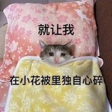 一条胖狗🐶