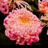 菲菲