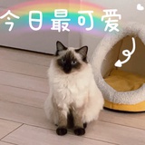 峰猪猪