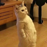 抖抖豆