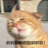 漂亮的回旋踢
