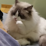 小酒窝很甜。