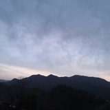 小树苗