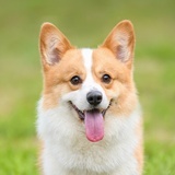 天使也瘋狂