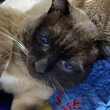 招财猫
