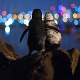 简·萝卜裤