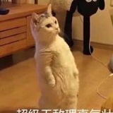 红盒袋