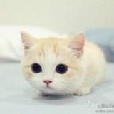 月亮是只蓝胖子