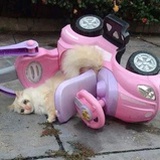 小猫摔跤