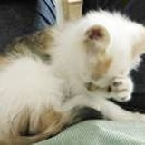 不良人