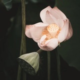 六月暮色芜