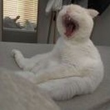 😸