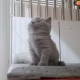 阿里八娃