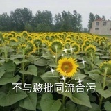 绘雪