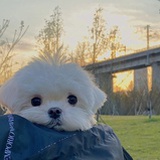葡萄生打椰