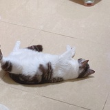 小白鹿