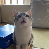 江湖大骗子
