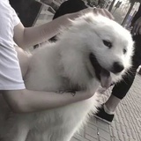 西瓜味的青柠檬