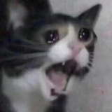 茶栀