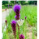 吃瓜吃甜瓜还是