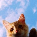 猪仔团子