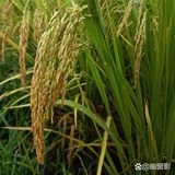 豆友199112721