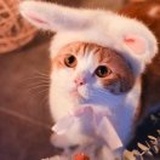 橘子汽水