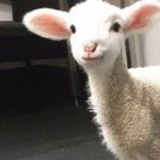 豌豆逗逗