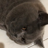 豆豆龙