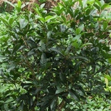 绿油油