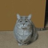 哈库拉玛塔塔