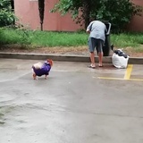 浪浪小仙女