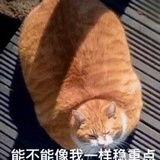 新晋铲屎官