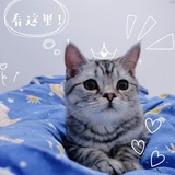 饼猪🐷