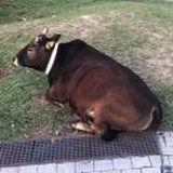 黄家二少