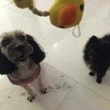房地产大咖汇