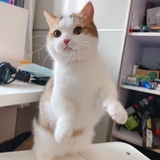 晓