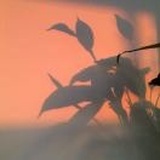 小碎片奶嘴半半