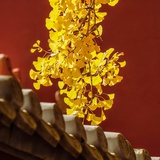 柚子橙