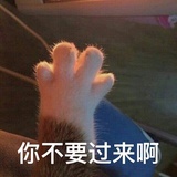 呼呼🐯