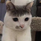 爱大鱼的留海猫