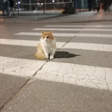 小车小车车