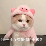 猪肉圆