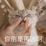 一只土猫