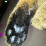 猫薄荷