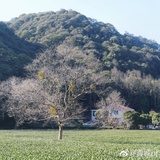甲月