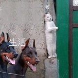 锅得钢砸缸