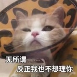 Gato_潇漪漪漪