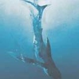 Whale Fall