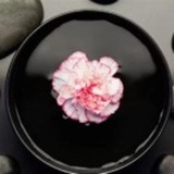 菲儿